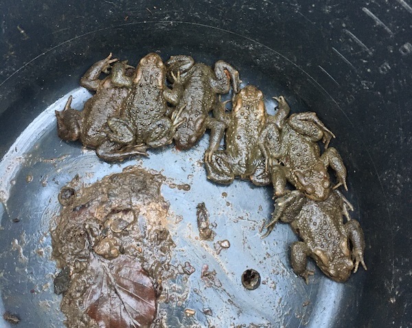 Erdkröten im Eimer
